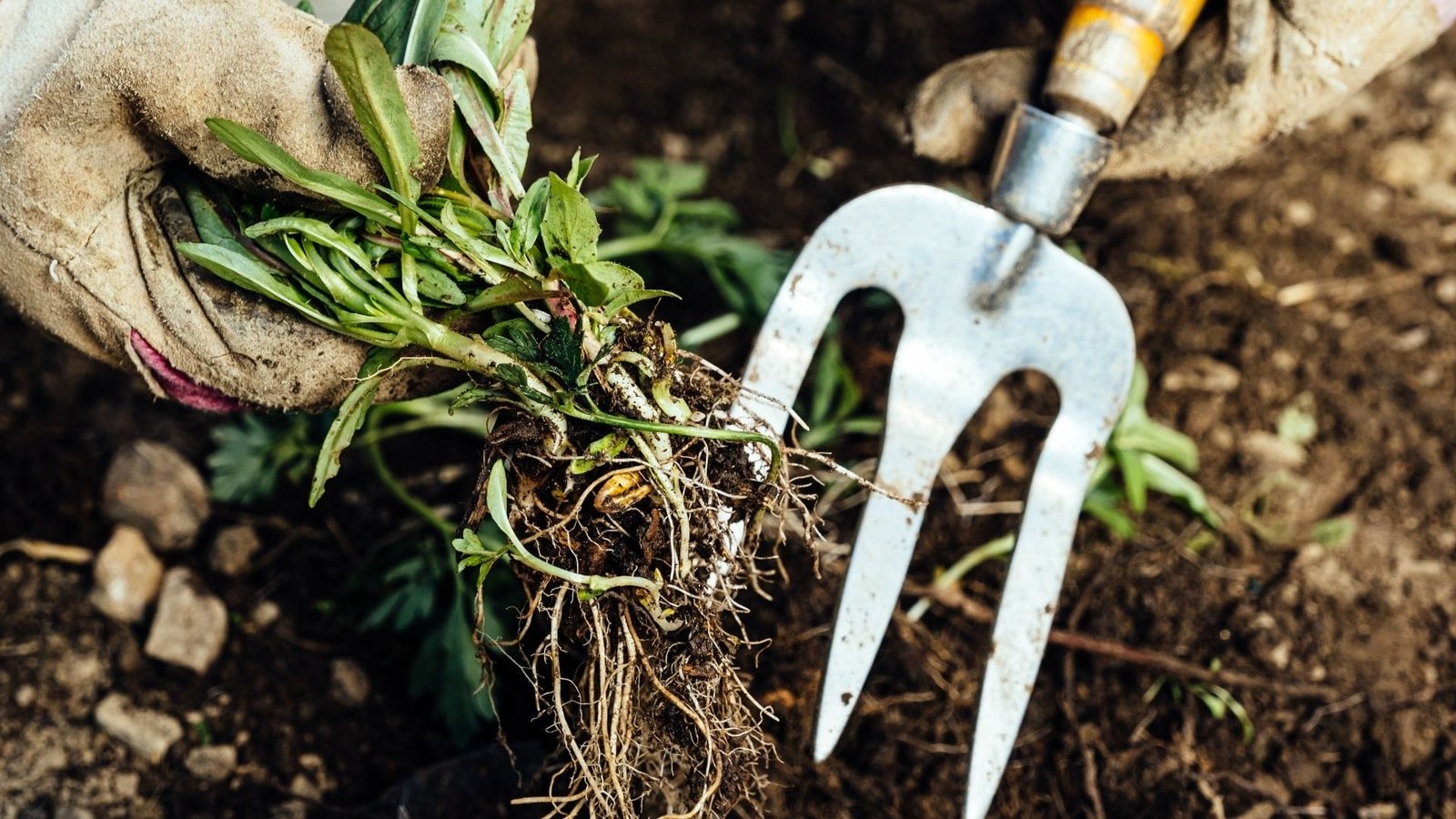 removing gaeden weeds by hand