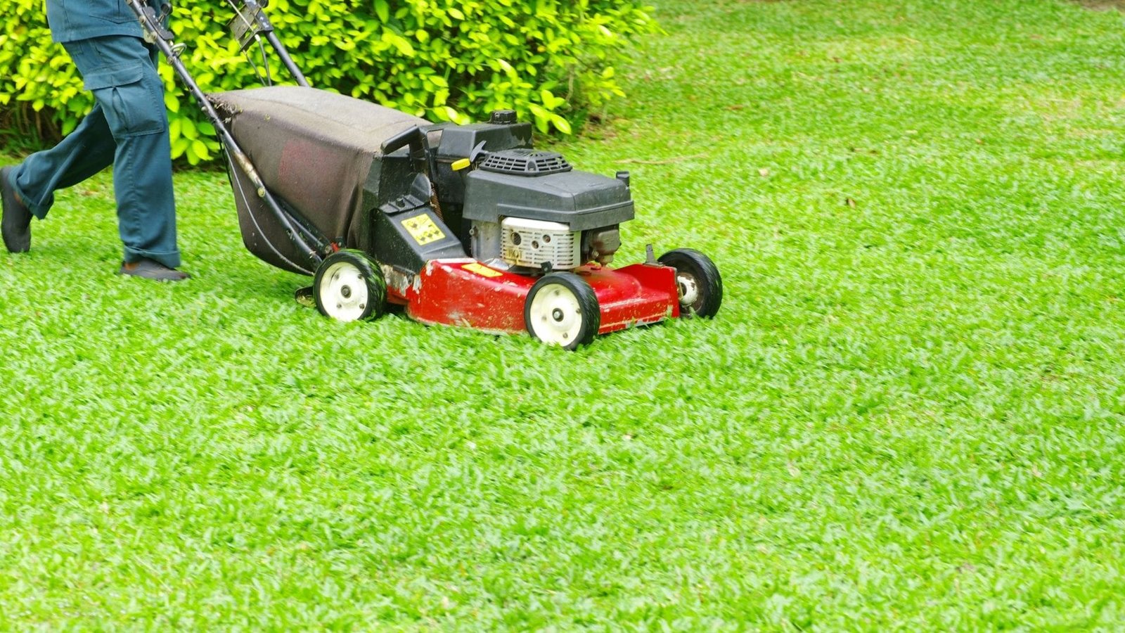 Best way to mow a lawn in summer using the correct mower height