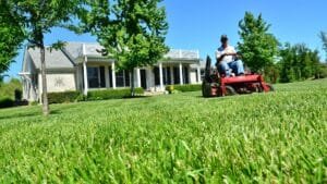 Correct summer lawn mowing height for healthy grass