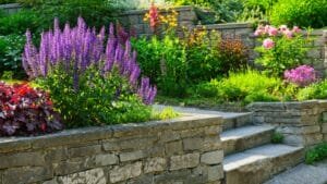 Best plants for low maintenance gardens in an Australian backyard