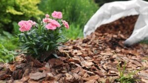 Mulched garden bed with widely spaced hardy plants