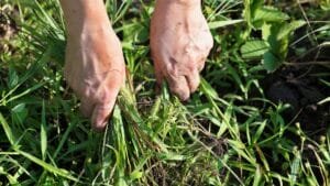 REMOVE Weeds Growing in Garden Beds