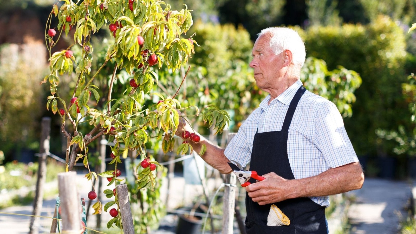 How to Prune Fruit Trees Correctly