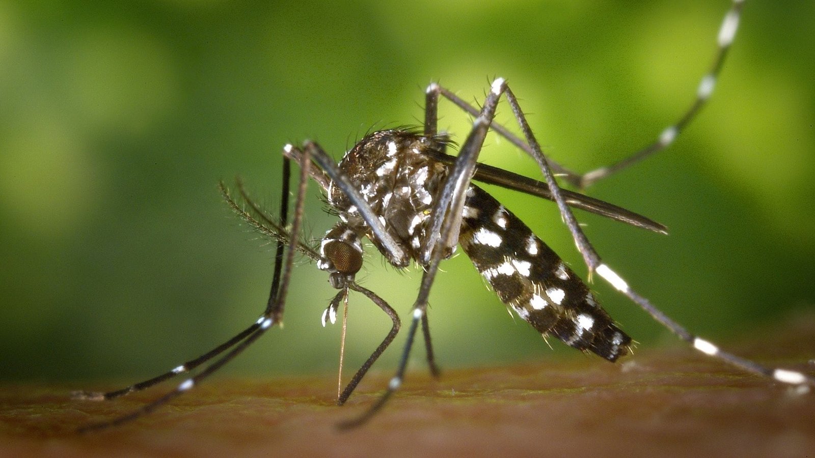 How to Keep Mosquitoes Out of Your Backyard