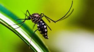 How to Keep Mosquitoes Out of Your Backyard
