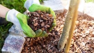 Best mulch for U.S. gardens around trees and shrubs