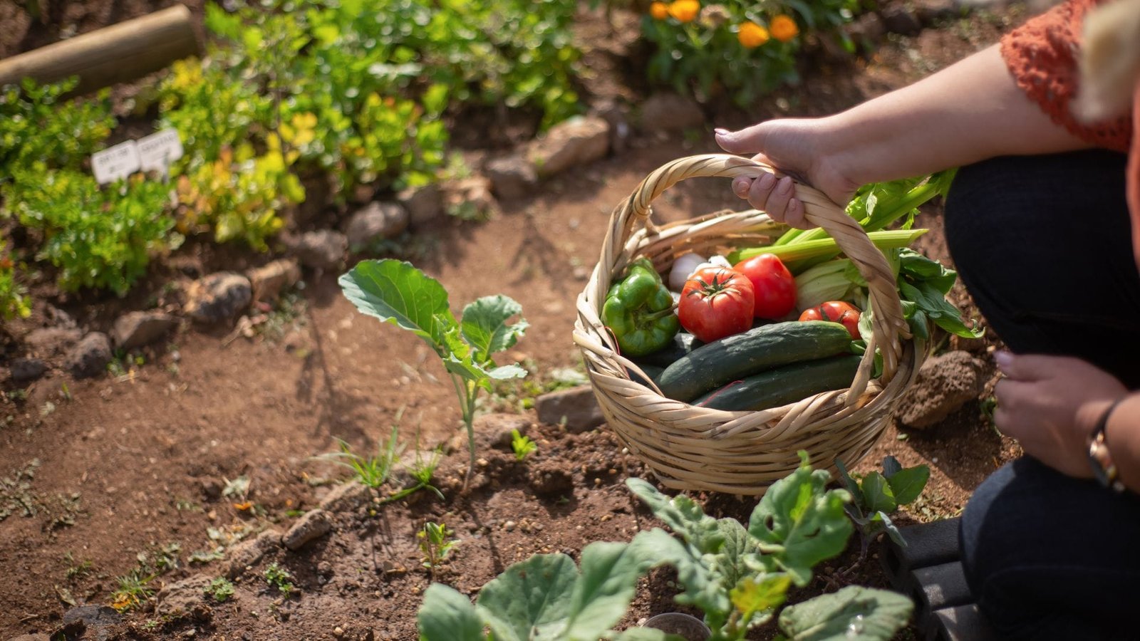 Simple Vegetable Garden for Beginners